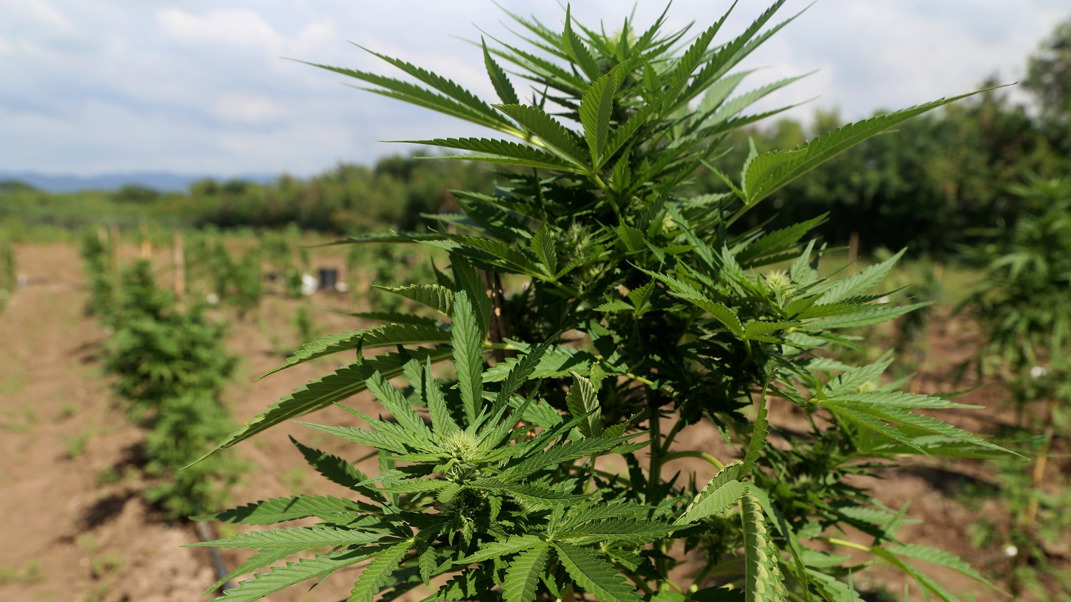 Nehéz elhinni azt, amit látunk, hatalmas fordulat a kannabisz-piacon