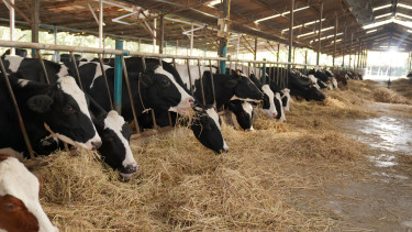 cows-agrárium-állattartó-állattenyésztés-mezőgazdaság-szarvasmarha-takarmány-tehén-tej-tejtermelés