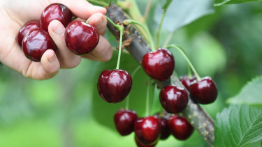 Csak négyszer van egy évben olyan jó lehetőség a tőzsdéken, mint most!