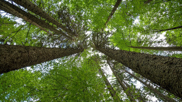 Milliárd dolláros erdővédelmi alap indul: jutalom jár a természetvédelemért, de súlyos büntetés vár az erdőirtókra
