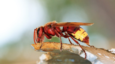 Ijesztő faj tűnt fel a 60 év után Horvátországban