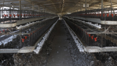 Felütötte a fejét a halálos vírus Magyarországon: szigorú fegyelemre int a hatóság