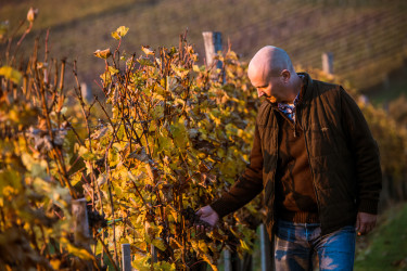 Szepsy István borász-10 tokaj bor aszú
