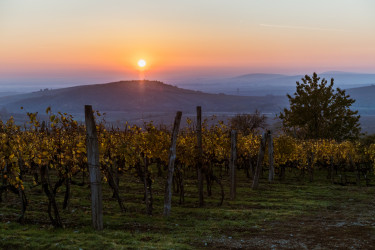 Szepsy István borász-16 tokaj mád szőlő